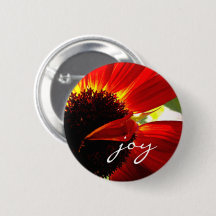 Red Gerbera Daisy Foto Joy Script Vet Modern