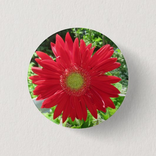 Red Gerbera Daisy Foto Ronde Button 3,2 Cm (Voorkant)