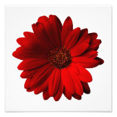 Red Gerbera Daisy Photo Print Foto Afdruk (Voorkant)