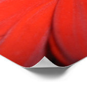 Red Gerbera Daisy Poster (Hoek)