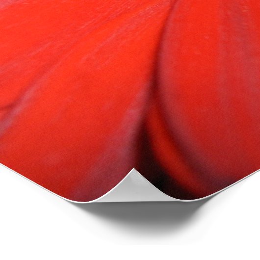 Red Gerbera Daisy Poster (Hoek)