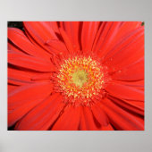 Red Gerbera Daisy Poster (Voorkant)