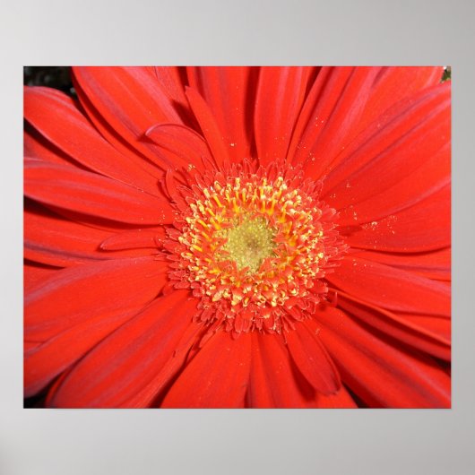 Red Gerbera Daisy Poster (Voorkant)