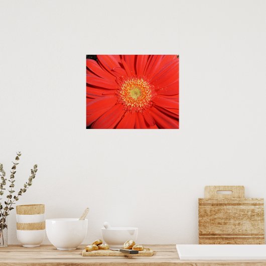 Red Gerbera Daisy Poster (Keuken)