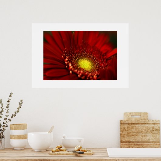 Red Gerbera Daisy Poster (Keuken)