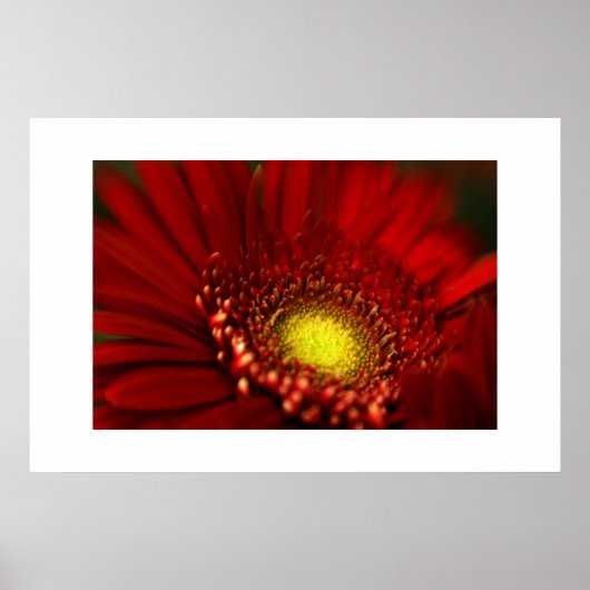 Red Gerbera Daisy Poster (Voorkant)