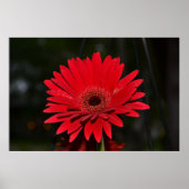 Red Gerbera Daisy Poster (Voorkant)