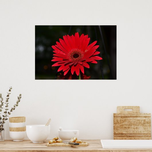 Red Gerbera Daisy Poster (Keuken)