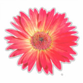 Red Gerbera Daisy Sticker (Voorkant)
