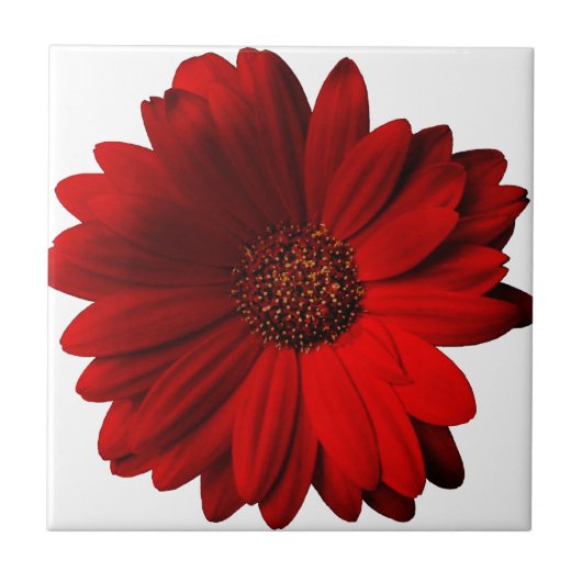 Red Gerbera Daisy Tegeltje (Voorkant)