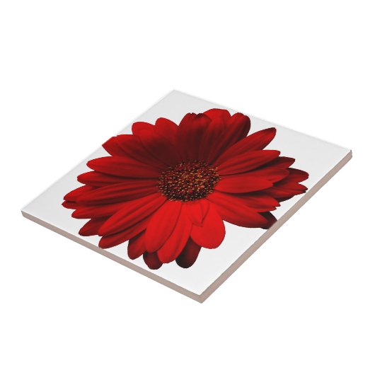 Red Gerbera Daisy Tegeltje (Zijkant)