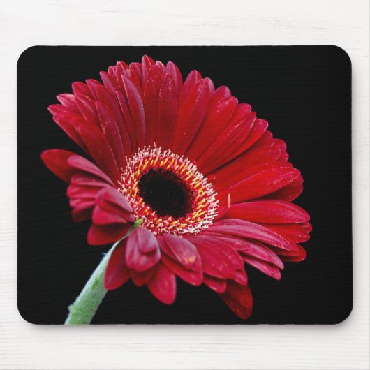 Red Gerbera Mousepad Muismat (Voorkant)