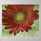 Red Gerbera Poster (Voorkant)