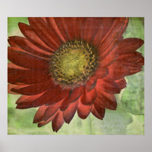 Red Gerbera Poster (Voorkant)