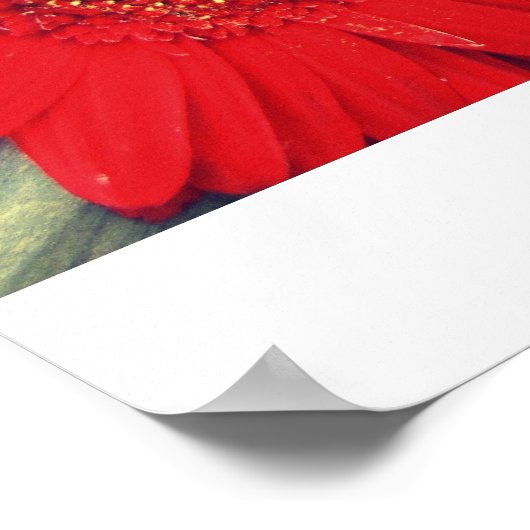 Red Gerberas Canvas Afdrukken Poster (Hoek)