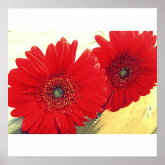 Red Gerberas Canvas Afdrukken Poster