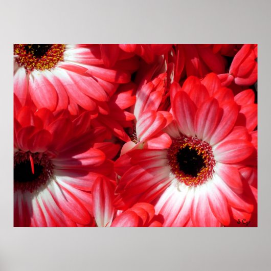 Red Gerberas Poster, S Cyr Poster (Voorkant)