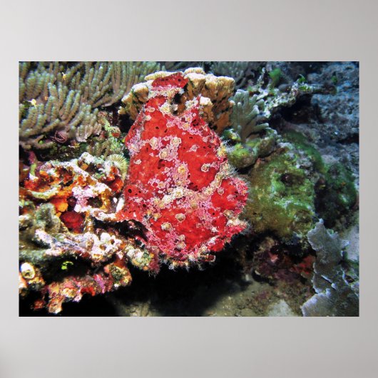 Red Giant Frogfish Poster (Voorkant)