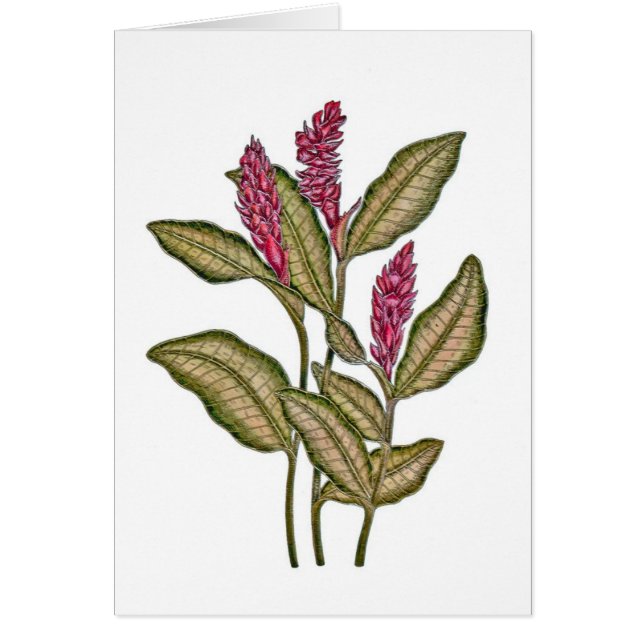 Red Ginger (Voorkant)