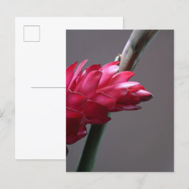 Red Ginger Flower Briefkaart