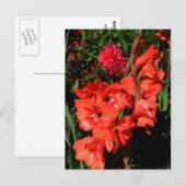 Red Gladiolas Briefkaart (Voorkant / Achterkant)