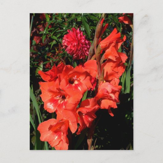 Red Gladiolas Briefkaart (Voorkant)