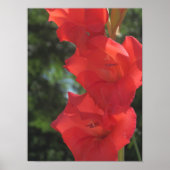Red Gladiolas Poster Print (Voorkant)