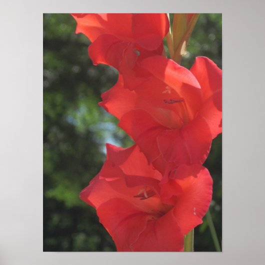 Red Gladiolas Poster Print (Voorkant)