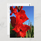 Red Gladiolus en de blauwe hemel Briefkaart (Voorkant / Achterkant)