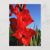 Red Gladiolus en de blauwe hemel Briefkaart (Voorkant)