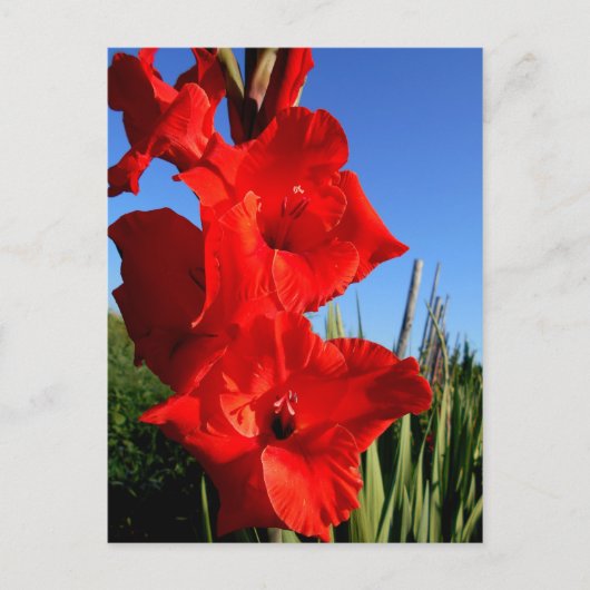 Red Gladiolus en de blauwe hemel Briefkaart (Voorkant)