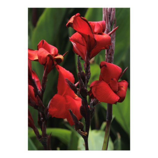Red Gladiolus Foto Afdruk (Voorkant)