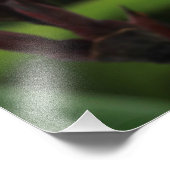 Red Gladiolus Foto Afdruk (Hoek)