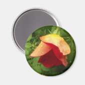 Red Gold Roos Petals Raindrops Floral Foto Magneet (Voorkant / Achterkant)