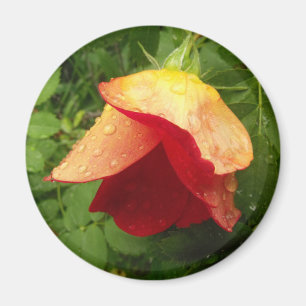 Red Gold Roos Petals Raindrops Floral Foto Magneet
