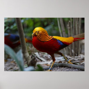 Red Golden Pheasant Poster