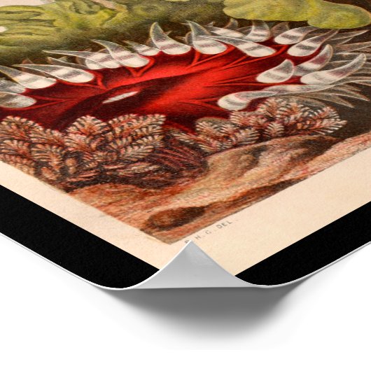 Red Green Zee Anemone Marine Life Print (Hoek)