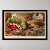 Red Green Zee Anemone Marine Life Print (Voorkant)