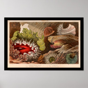 Red Green Zee Anemone Marine Life Print