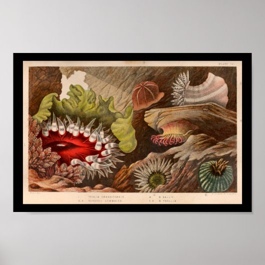 Red Green Zee Anemone Marine Life Print (Voorkant)