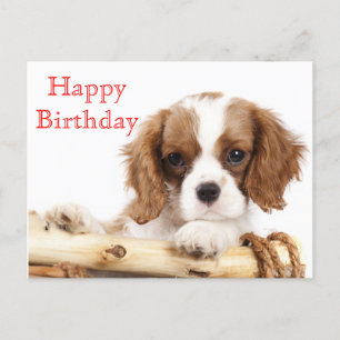 Red Happy Birthday Cavalier King Charles Spaniel Briefkaart