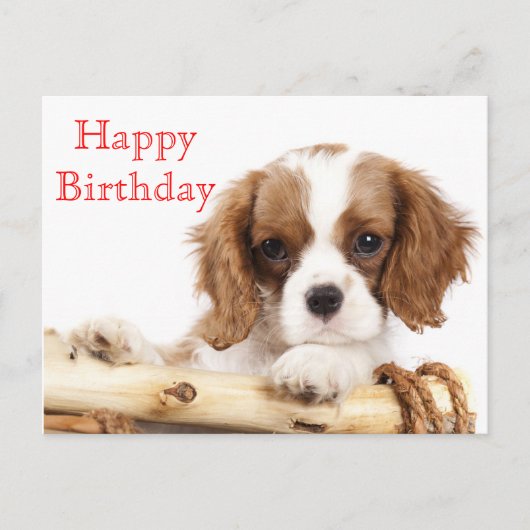Red Happy Birthday Cavalier King Charles Spaniel Briefkaart (Voorkant)