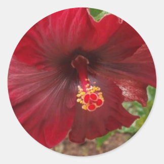 Red Hawaii Hibiscus-plant Ronde Sticker