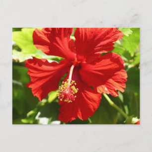 Red Hawaiian Hibiscus Flower Briefkaart