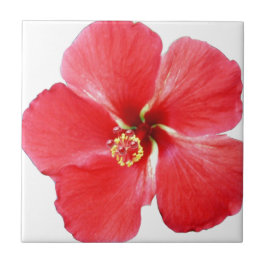Red Hawaiian Hibiscus Flower Tegeltje