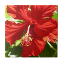 Red Hawaiian Hibiscus Flower