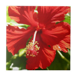 Red Hawaiian Hibiscus Flower Tegeltje