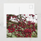 Red Hawthorn Berries Briefkaart (Voorkant / Achterkant)