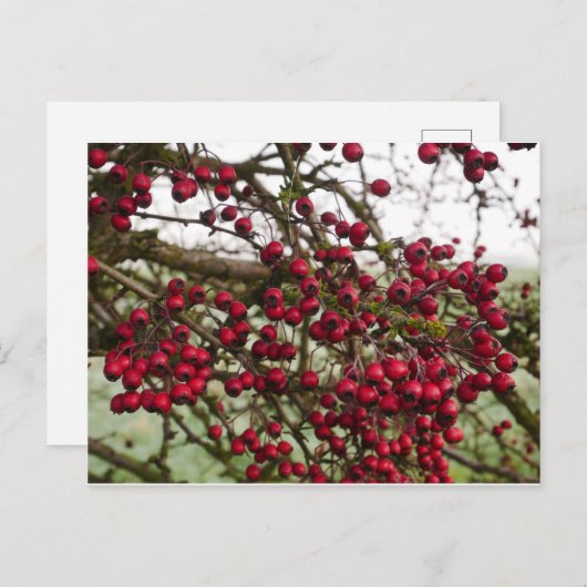 Red Hawthorn Berries Briefkaart (Voorkant / Achterkant)