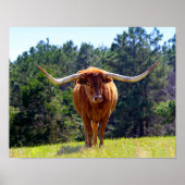 Red-Hazard Texas Longhorn Poster (Voorkant)